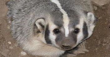 美国獾,揭秘北美森林中的神秘居民